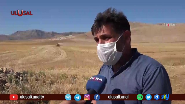 Buğday ve mercimek hasadı kuraklık gölgesinde başladı