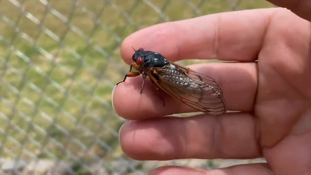 Brood X cicadas begin to emerge from their 17-year slumber
