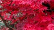Autumn leaves & gardens at Mount Wilson & Tomah, Hydro Majestic pavilion, Nsw 14 May 2021