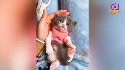 Cute and Funny Kittens Şirin ve Komik Yavru Kediler
