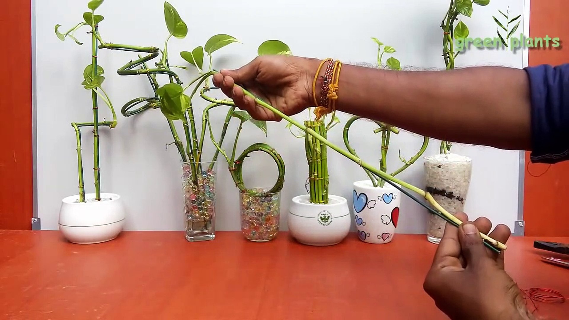 Money Plant Growing In Lucky Bamboo Style | How To Grow Money Plant Your  Own Style | Money Plant |