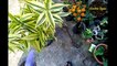 Lucky Bamboo Plant (Dracaena Sanderiana) - Care & Tips, By Garden Gyan