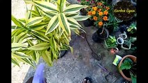Lucky Bamboo Plant (Dracaena Sanderiana) - Care & Tips, By Garden Gyan