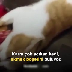 Acıkan kedi ekmek poşetine böyle yapıştı