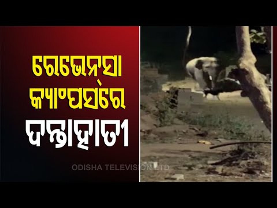 Elephant Movement In CDA Area Of Cuttack Triggers Panic