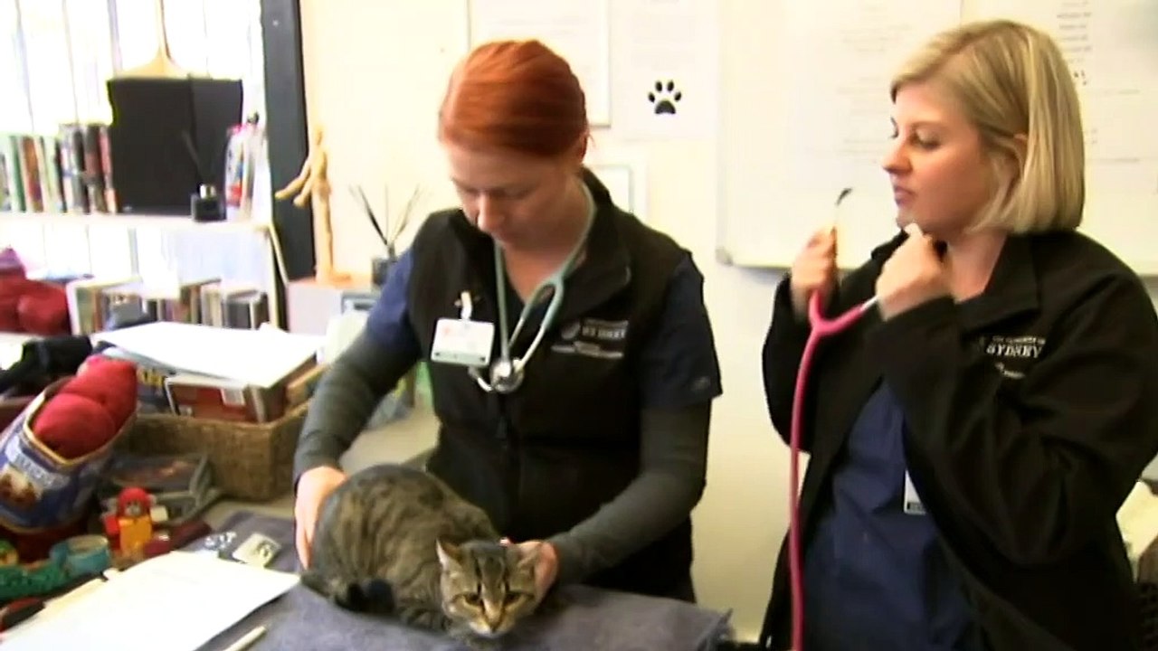 Overseas vets can now request exemptions to enter Australia