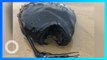 Ikan Monster Laut Dalam Terdampar di Pantai California - TomoNews