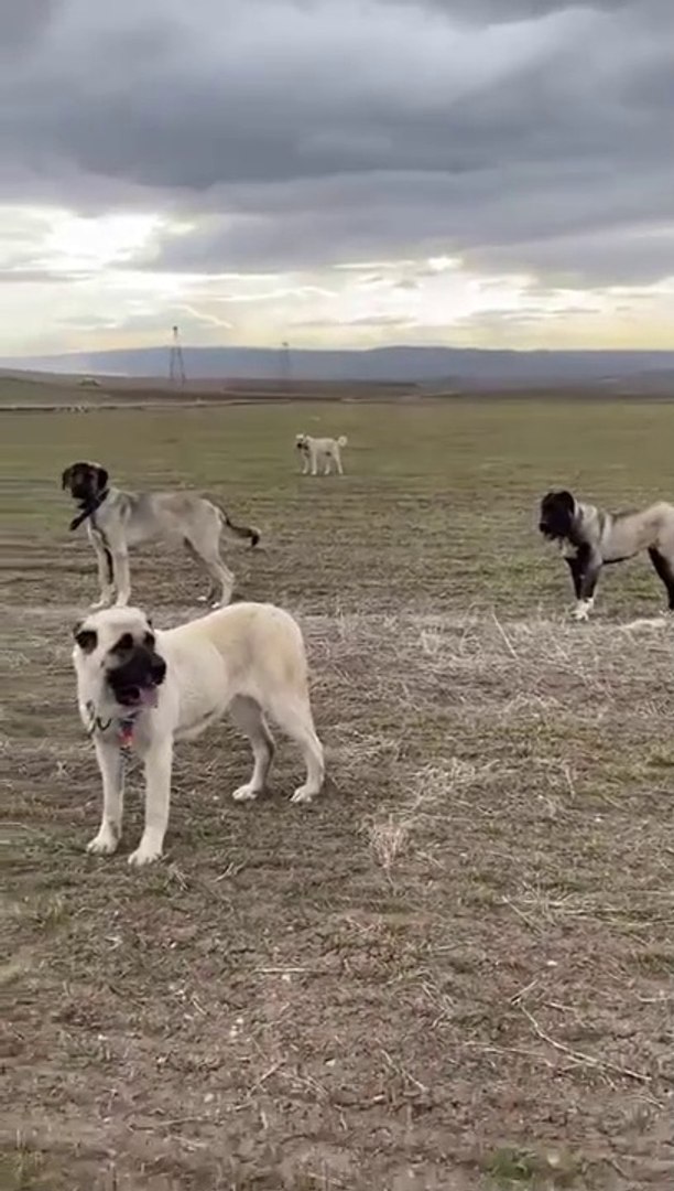 ⁣GENC PANDA COBAN KOPEKLERi MERADA GEZiNTi - YOUNG SHEPHERD DOGS WALKiNG