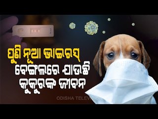 Special Story  | Canine Parvovirus Deadly For Dogs | Special Report