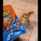 Cute Kittens Doing Funny Things 2021  #22 Cutest Cats