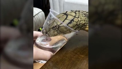 Evcil yılanı susayınca çözümü bu şekilde buldu!