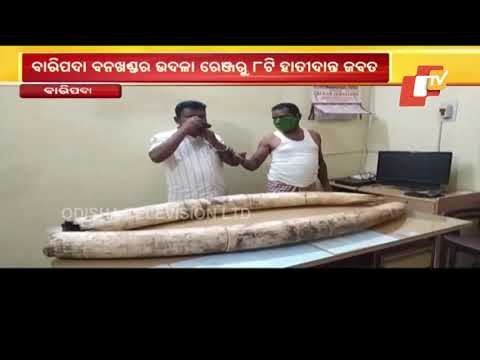 8 Elephant Tusks Weighing 45 Kg Seized From Baripada, 2 Poachers Held