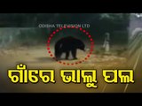 Bears Stray Into Village In Keonjhar, Locals In Panic