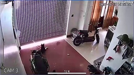 Scary Moment for Doggy Tied to Roller Door