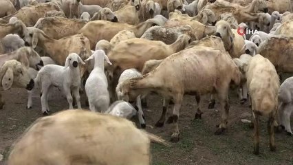 - Annelerinin sahiplenmediği kuzuları elleriyle besliyor