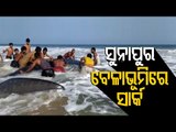 People Throng Sunapur Beach To Get A Glimpse Of Whale Shark Washed Ashore