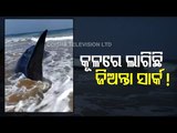 Whale Shark Washes Ashore Berhampur Beach