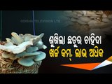 Special Story | Mushroom Farming Catapults Financial Condition Of Tribal Women In Sundergarh