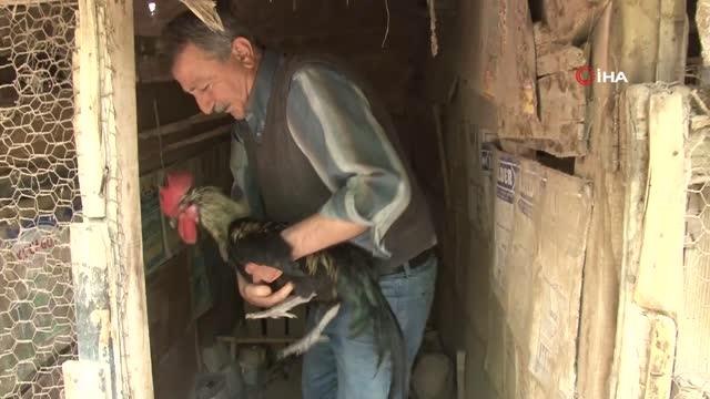 Son dakika haberleri! - Koronavirüs yasakları Denizli horozuna olan ilgiyi arttırdı