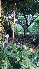 Huge Snakes Wrap Around Each Other