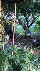 Huge Snakes Wrap Around Each Other