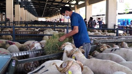 Dev tesis daha da büyüyor