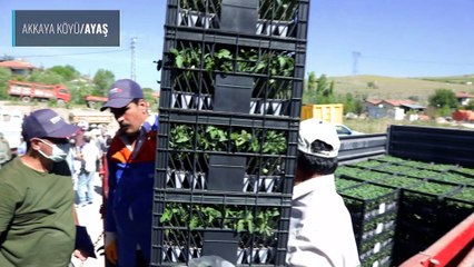 Ankara Büyükşehir Belediyesi: 8 milyon sebze fidesi dağıtımı başladı