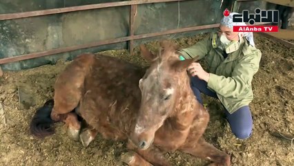 في صربيا... منقذ للخيول يعاني حساسية منها