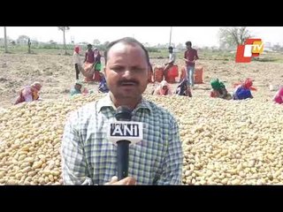 Potato Production Hit Due To Scorching Heat & Change In Weather In Aligarh