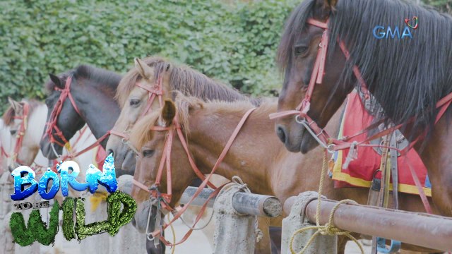 Born to be Wild: Equine Infectious Anemia (EIA) among horses, detected in Baguio City