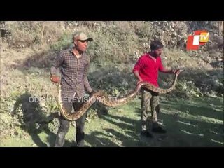 14ft Long Burmese Python Rescued By Forest Officials In Siliguri