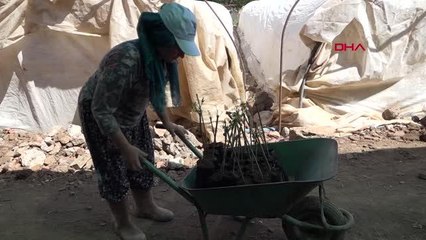 ZEYTİN FİDANCILIĞININ MERKEZİ ORHANGAZİ'DE YENİ SEZON BAŞLADI