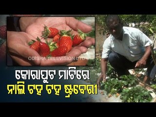 Special Story | Strawberry Farming- Govt Employee Scripts Success Story In Koraput