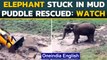 Elephant rescued from mud puddle at Bandipur Tiger Reserve, video goes viral| Oneindia News