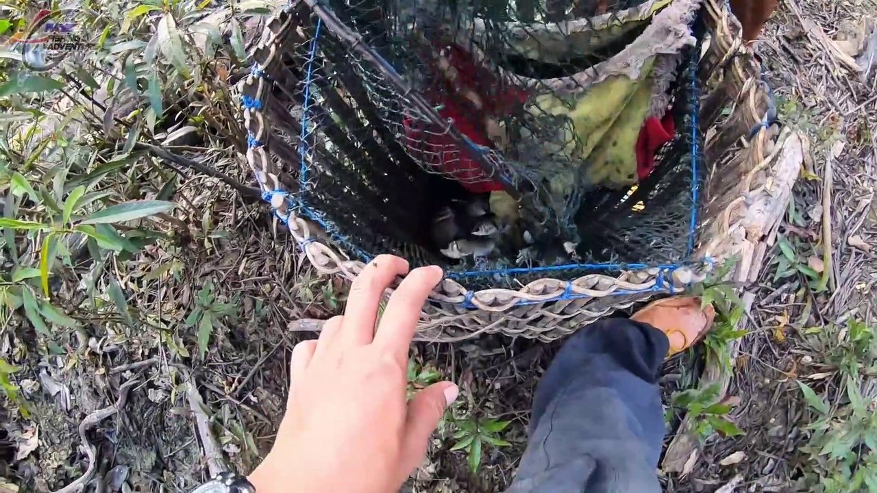 Edaaan...Satu Kampung Ikan Tercyduk Bapak ini Ahli Tajur dan Jebakan Ikan#127