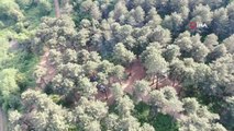 Tam kapanmada Aydos Ormanı'ndaki mangal eğlencesi havadan görüntülendi