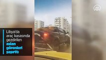 Libya'da araç kasasında gezdirilen aslan görenleri şaşırttı