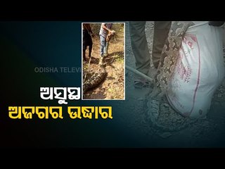 10-Feet Long Python Rescued From Banki