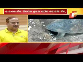 A High Court Monitored Team To Visit Bhitarkanika To Research Olive Ridley Turtles