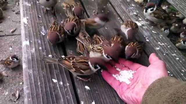 Des dizaines d'oiseaux pas très timides viennent demander à manger