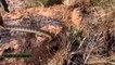 Cobra Catching TV: Dig a cave to catch a Snake Episode 32 | How to catch a oriental rat snake