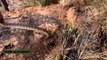 Cobra Catching TV: Dig a cave to catch a Snake Episode 32 | How to catch a oriental rat snake