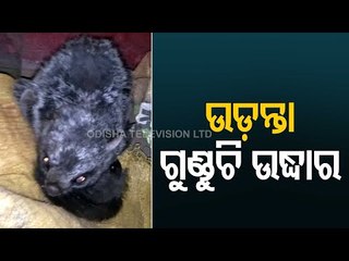 Flying Squirrel Rescued By Forest Officials In Mayurbhanj