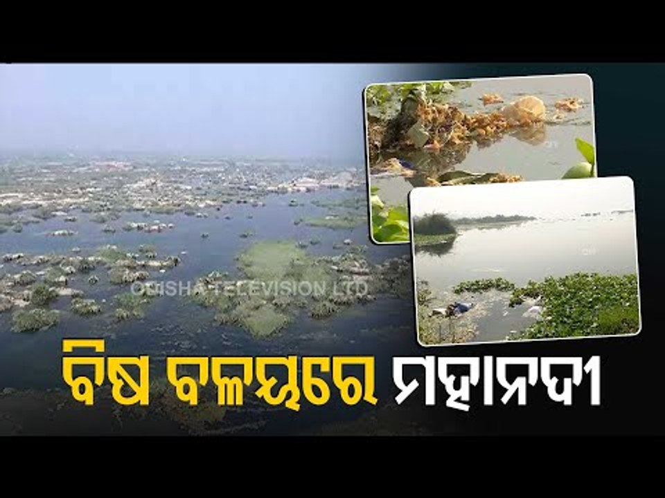 Mahanadi Water Polluted In Sambalpur Due To Town Drainage System