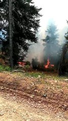 Son dakika haber! Artvin'de orman yangını