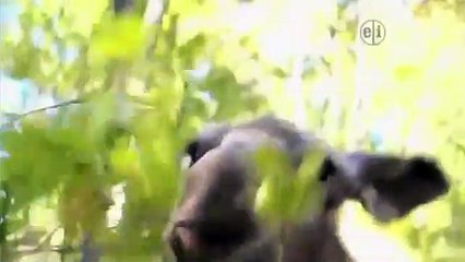 Wild Kratts Mystery of the Weird Looking Walrus