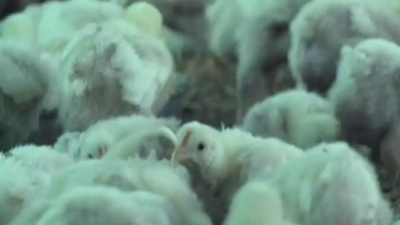 Animales mueren de hambre ante bloqueos en suroccidente de Colombia