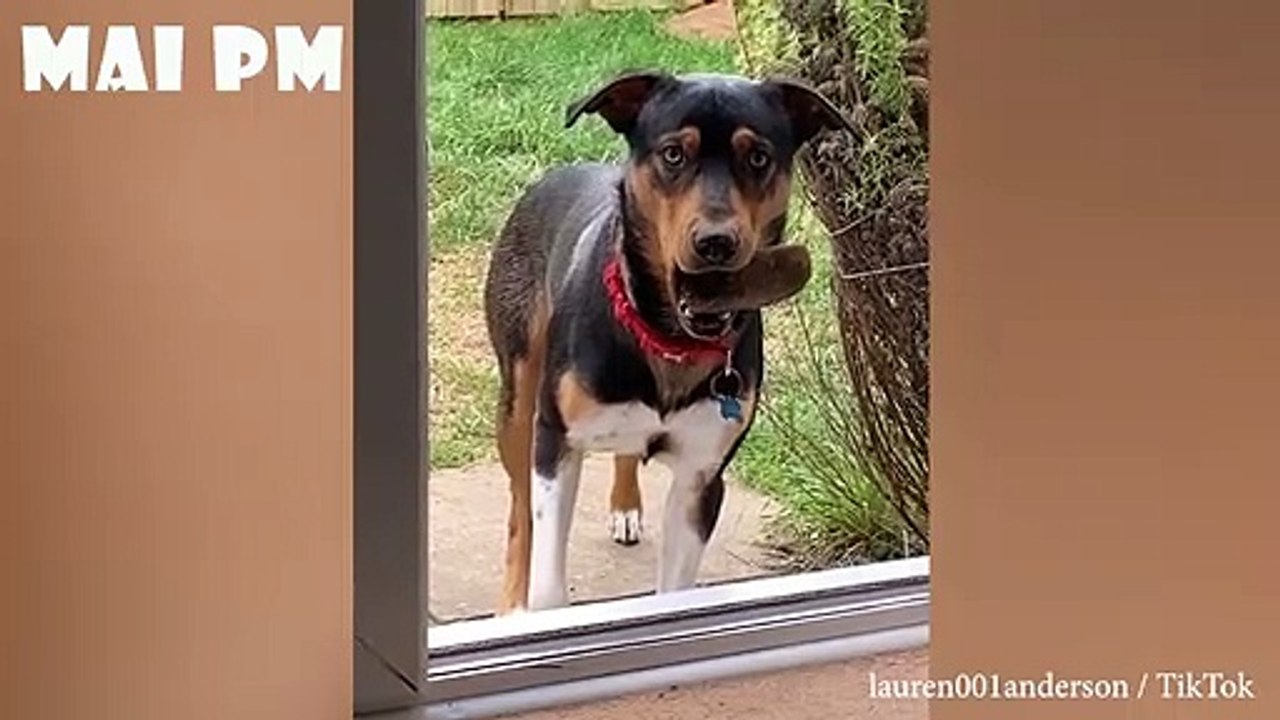  Funniest  Dogs And  Cats - Awesome Funny Pet Animals' Life Videos 
