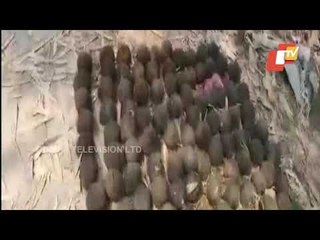 Download Video: 200 Crude Bombs Recovered From Bamboo Garden In West Bengal