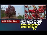 Special Story | Wintery Koraput Looks Even More Beautiful In Spring